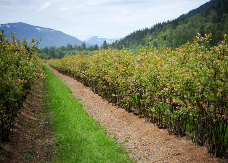 A row of produce as the Cascadian Farm with mountains in the background