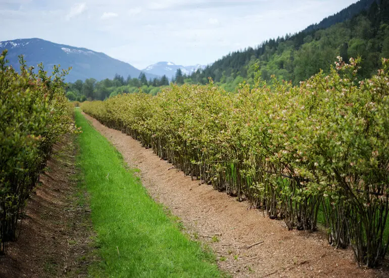 A row of produce growing at a farm with mountains in the background